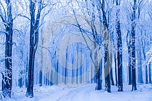 Frozen forest covered with snow, freezing after