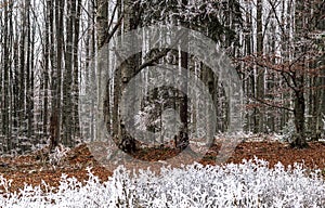 A frozen forest during the day  photographic art  wallpapers  paintings  textures design
