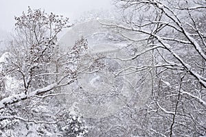 Frozen forest in Fukushima, Japan