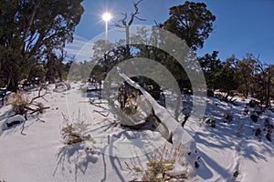 Frozen Forest at Grand Canyon Arizona