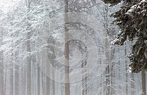 A frozen forest in the middle of a mountain in Romania wallpaper