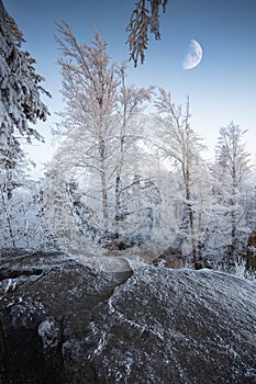 Frozen forest with moon on evening sky