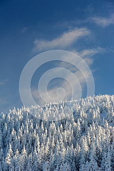 Frozen forest in the mountains and blue sky