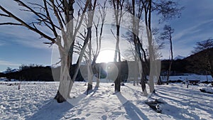 Frozen Forest At Ushuaia In End Of The World Argentina.