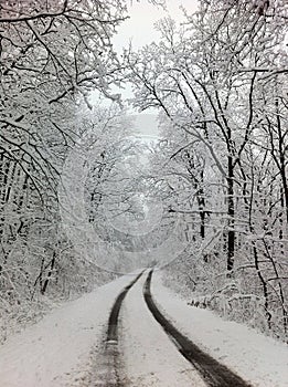 Frozen forrest