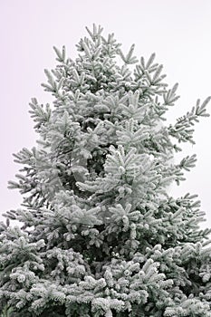 Frozen free tree in hoarfrost in the forest