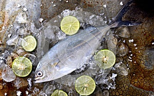 Frozen fresh trevally fish.