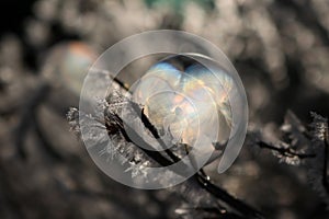 Frozen frost bubble on a frosty branch