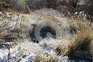 Frozen frost covered grass on moorland sparkling in the winter sunshine, close-up