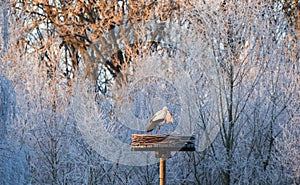 frozen in frost stork bird