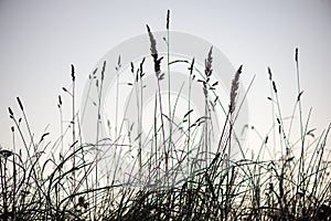 frozen frosty grass bents in late autumn with winter coming