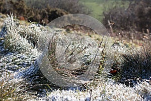 Frozen frosty grass tufts sparkling in the winter sunshine, close-up