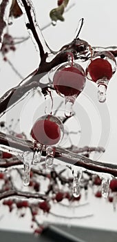 Frozen Fruit ice storm