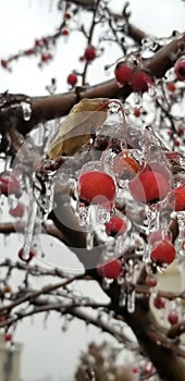 Frozen Fruit ice storm