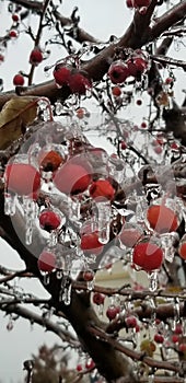 Frozen Fruit ice storm