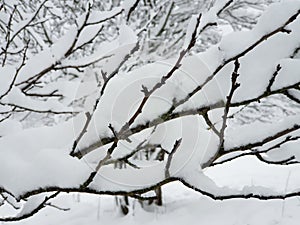 frozen garden under white snow - branches