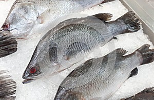 Frozen giant seaperch