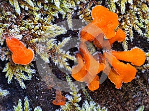 Frozen golden yellow jelly fungus vibrant strong colored on tree stub with moss in macro view