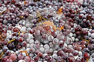 Frozen Grapes