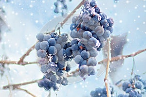 Frozen grapes, Winter. Faded harvest. Gardening theme. Concept for seasonal nature sleeping or dead