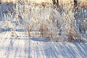 Frozen grass