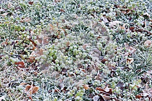 Frozen grass