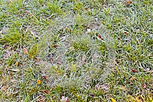 Frozen grass