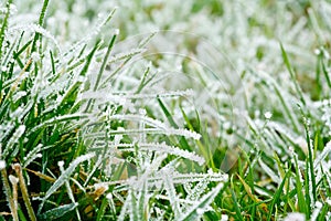 Frozen grass