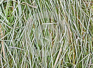 Frozen grass