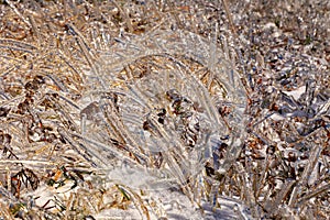 Frozen grass