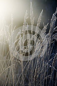 Frozen grass in the backlight