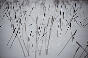 frozen grass bents in winter