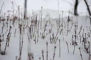 frozen grass bents in winter