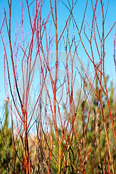 frozen grass bents in winter