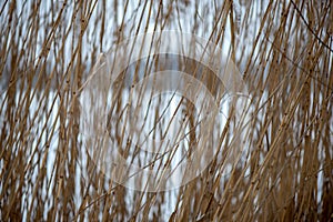 frozen grass bents in winter