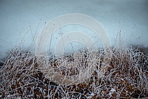 frozen grass bents in winter