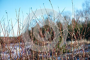 frozen grass bents in winter