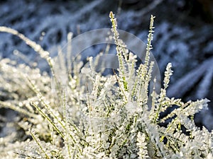 Frozen grass covered with ice crystals after frost