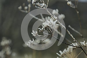 frozen grass in frost day. beautiful winter season background.Winter time copy space