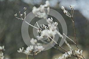 frozen grass in frost day. beautiful winter season background.Winter time copy space