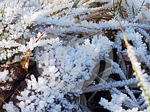 Zmrzlá tráva s mrazem na louce nebo zahradě a v přírodě.