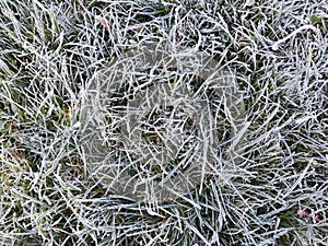 Frozen grass with frost on the meadow or garden and in the nature.