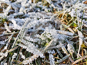 Frozen grass with frost on the meadow or garden and in the nature.