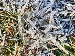 Frozen grass with frost on the meadow or garden and in the nature.