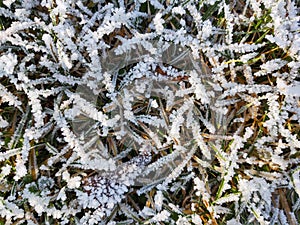 Frozen grass with frost on the meadow or garden and in the nature.