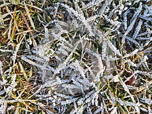 Frozen grass with frost on the meadow or garden and in the nature.