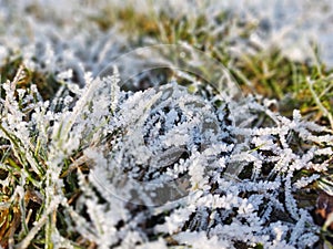 Frozen grass with frost on the meadow or garden and in the nature.