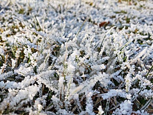 Zmrzlá tráva s mrazem na louce nebo zahradě a v přírodě.
