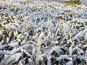 Frozen grass with frost on the meadow or garden and in the nature.