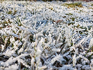 Frozen grass with frost on the meadow or garden and in the nature.